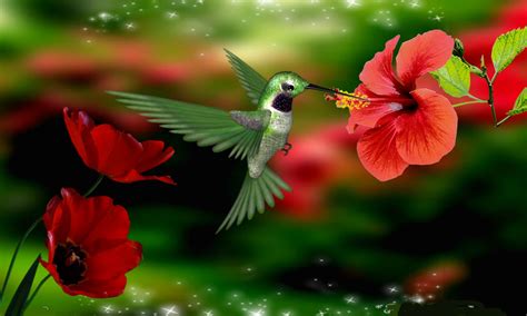 Hummingbird Wallpaper Backgrounds | Beautiful Flowers Hummingbirds