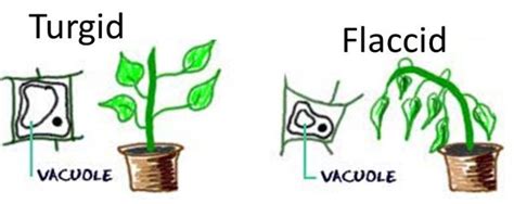 Define Turgor Pressure - QS Study