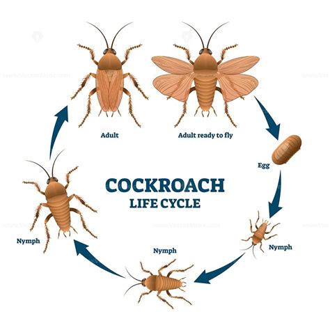 Cockroach life cycle diagram, vector illustration scheme - VectorMine