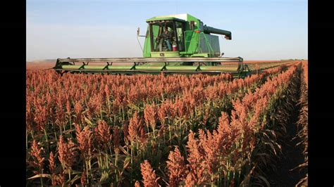 Sorghum in the Field: From Planting to Harvest - YouTube