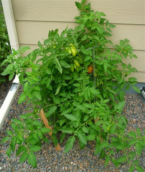 How to Grow and Care for San Marzano Tomato Plants - Dengarden