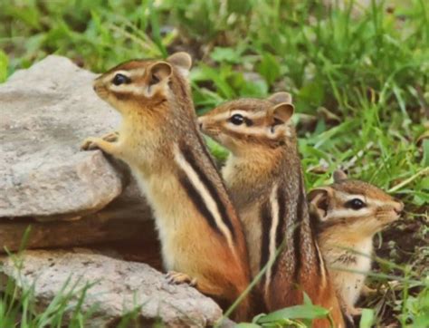 Cute chipmunk - doppak