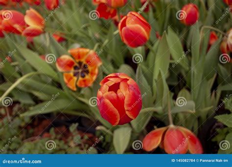 Orange Tulips Bloom in the Garden. Stock Photo - Image of natural ...