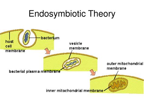 PPT - THE BIG GROUP: the alveolates and stramenophiles PowerPoint ...