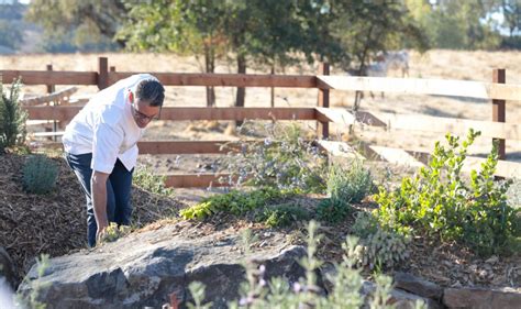 7 Essential Bee Garden Design Tips for Healthy Bees and Great Honey