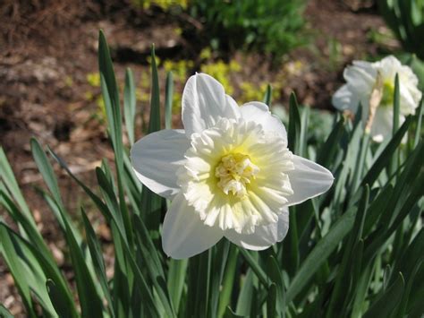 White daffodils | Daffodils, Plants