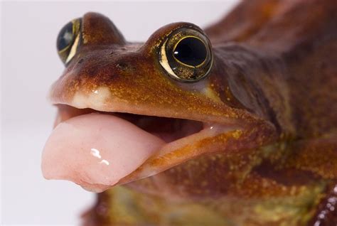 A Common frog | Frog tongue, Frog, Common frog