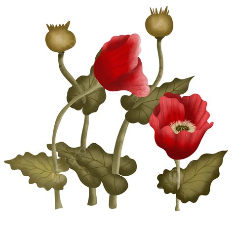 Poppies Illustration Clipart PNG Images, Botanical Vintage Poppy Flowers Png Illustration Free ...