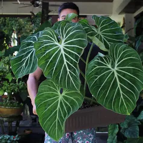 Philodendron Gloriosum Zebra- Rare - Jiffy Plants