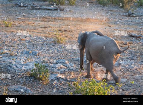 Elephant in Etosha, running away Stock Photo - Alamy