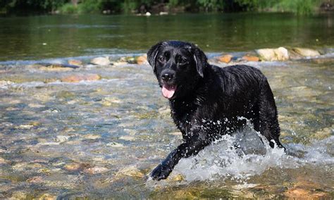 Black Lab Names – 300+ Awesome Ideas – Pet Guide Reviews