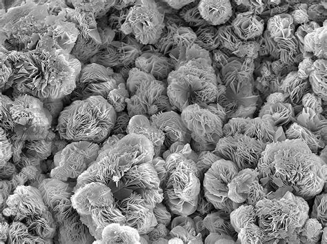 Magnesium Oxide corrosion, SEM - Stock Image - F010/9678 - Science Photo Library