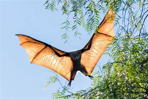 flying fox - Google Search | Nature images, Animals, Photo essay