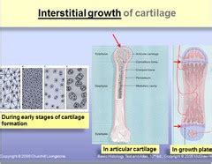 Cell Bio 2: Cartilage Flashcards | Quizlet