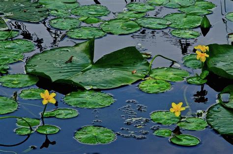 Lily Pad Pond Photograph by Frozen in Time Fine Art Photography - Pixels