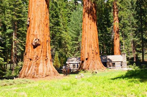 Visit the Giant Sequoias Groves in Yosemite National Park