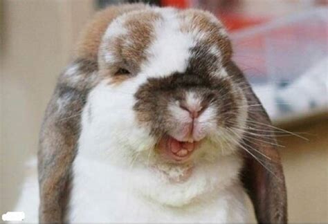 27 Very Funny Bunny Pictures