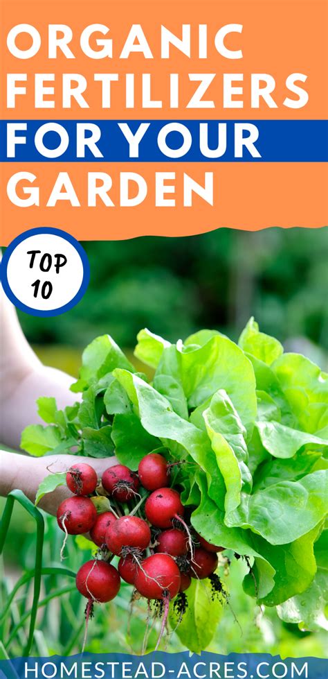 10 Best Organic Fertilizers For Your Vegetable Garden | Organic fertilizer for vegetables ...