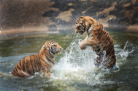 Tiger Jumping Stock Photos, Pictures & Royalty-Free Images - iStock