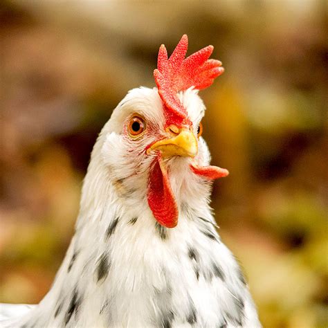 Get to Know the Leghorn Chicken Breed and Leghorn Rooster - Hobby Farms