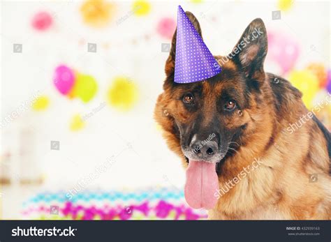 238 German shepherd birthday Images, Stock Photos & Vectors | Shutterstock