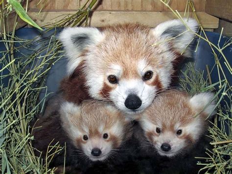 Photo To Art Guy Blog | Red panda baby, Cute animals, Red panda