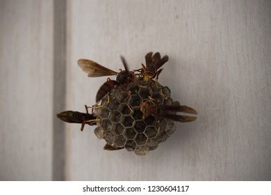 Polistes Cavapyta Red Wasp Nest Outskirts Stock Photo 1230604117 ...