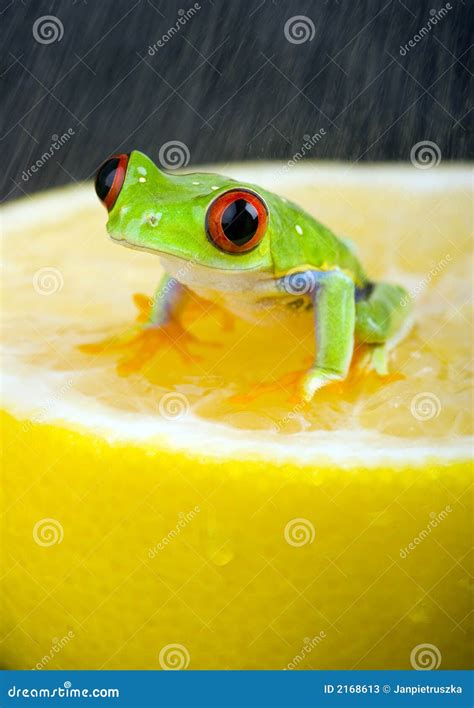 Red frog stock image. Image of colour, animal, animals - 2168613