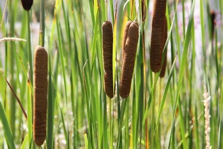 Estuary Ecosystem Overview, Animals & Plants | Study.com