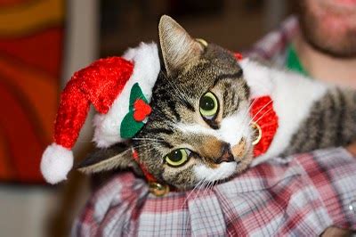 Funny wallpapers|HD wallpapers: cute christmas cats