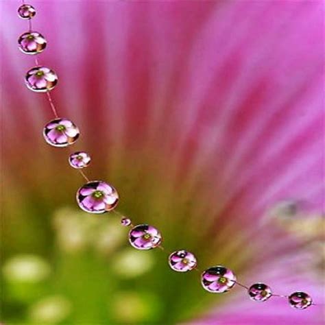 Pin on beautiful flower | Macro photography nature, Water photography, Water drop photography