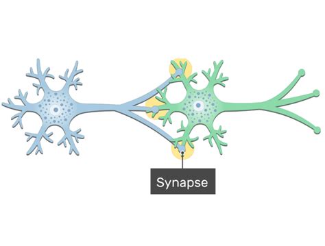 General Structure of a Neuron Synapse