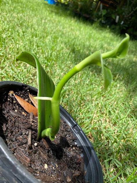 Vanilla Bean Orchid Live Plant | Etsy