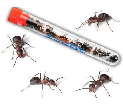 Live Red Harvester Ants: Ants for Ant Farms - Nature Gift Store