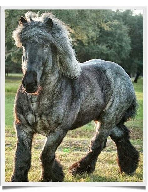 Blue Brabant Draft Horse running in the field. What a powerful beautiful horse! | Horse breeds ...