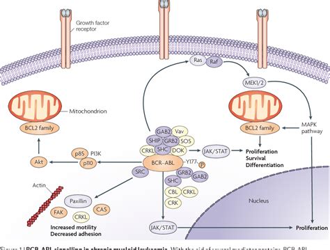 Fusion Proteins, bcr-abl | Semantic Scholar