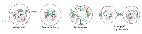 The location of a chromosome has a major impact on its fate during cell division - Hubrecht ...