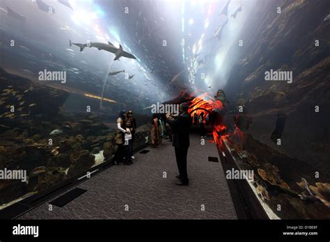 Dubai, United Arab Emirates, the Dubai Aquarium Tunnel visitors in the ...