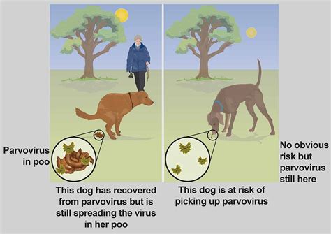 Parvovirus in dogs and puppies - PDSA