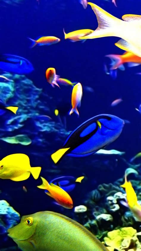 Tropical Fish Wallpapers - Top Free Tropical Fish Backgrounds - WallpaperAccess