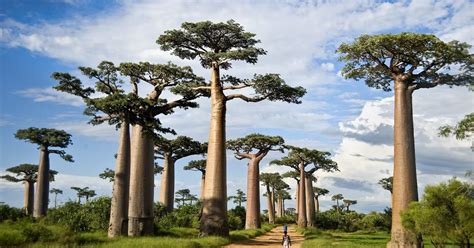 What is the story behind the Baobab tree?