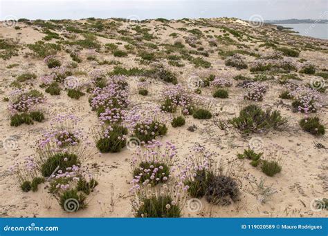 Sand dune vegetation stock image. Image of mediterranean - 119020589