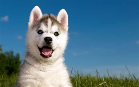 Husky Puppies Wallpapers - Top Free Husky Puppies Backgrounds - WallpaperAccess