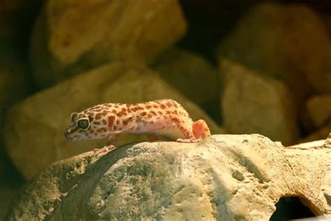 How To Clean Leopard Gecko Tank: Detailed Instructions And Cleaning Tips