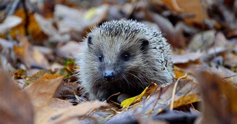 Make your garden a home for hedgehogs - nativetreesfromseed.com