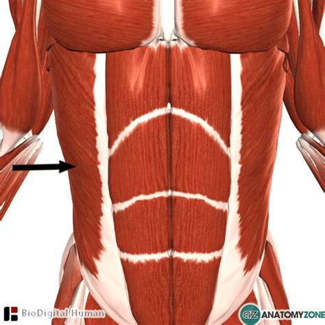 External Abdominal Oblique Muscle - AnatomyZone