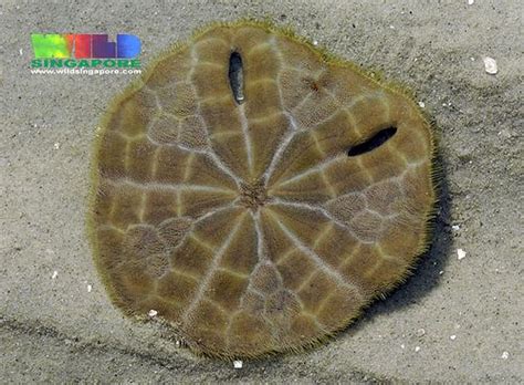 Keyhole sand dollar (Echinodiscus sp.) | Sand dollar, Animal pictures ...