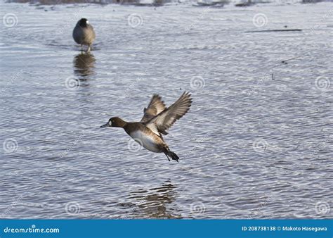 A Female Greater Scaup Making a Landing. Stock Photo - Image of lake, scaup: 208738138