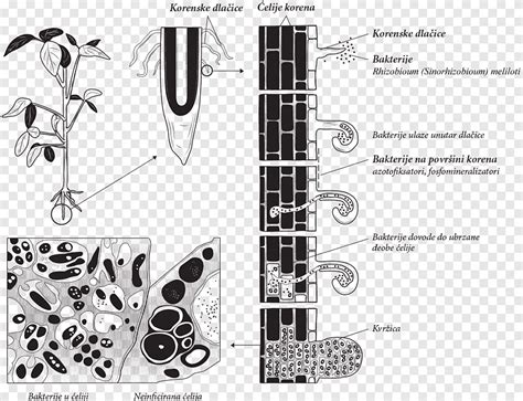 Nitrogen fixation Rhizobia Bacteria Diazotroph Symbiosis, pea, angle ...