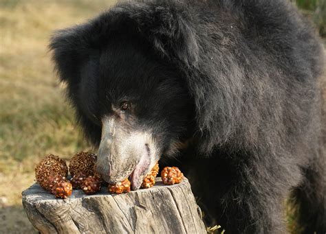 How These Rescued Bears Are Kept Warm And Healthy During The Harsh North Indian Winters